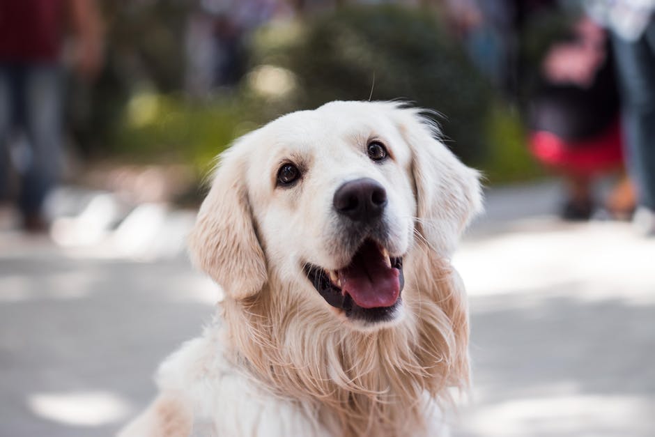  Kosten für eine Hundeimpfung