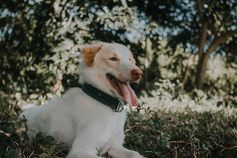 Kosten für Impfung Hund