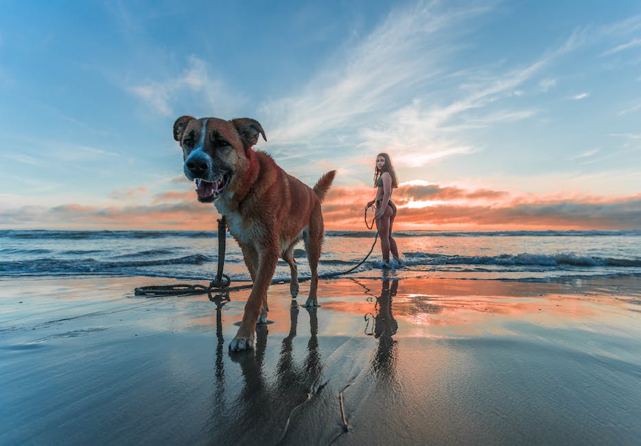  Kosten der Impfung beim Hund