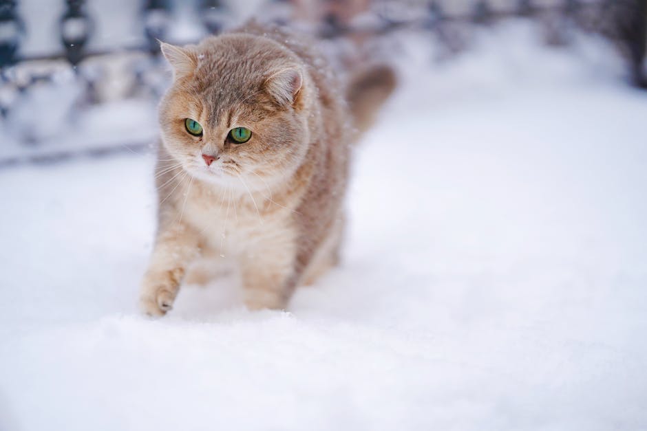  Kosten einer tierärztlichen Untersuchung für Katzen